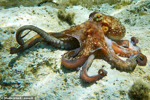 Disney's 'Kraken's Catch' Sparks Outcry: 'Inhumane' Claims Fuel Debate Over Themed Restaurant's Menu