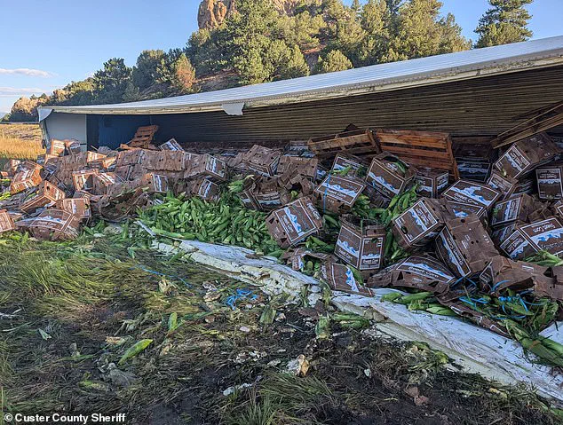Late-Night Crash in Colorado Leaves Sweet Corn Everywhere: Cops Face Unusual Emergency