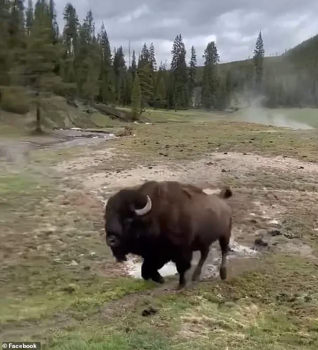 Experts Warn Viral Yellowstone Bison Video Reveals Potential Threat to Tourists