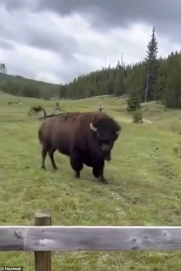 Experts Warn Viral Yellowstone Bison Video Reveals Potential Threat to Tourists