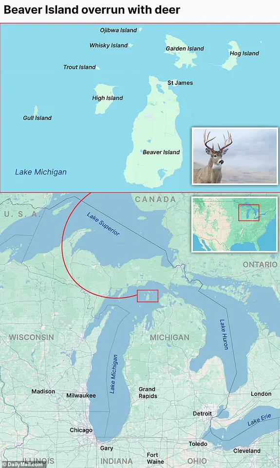 Beaver Island’s Ecological Crisis: Overgrazing Threatens Rare Species and Fragile Ecosystem