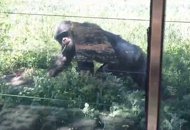 Shocking Video of Chimpanzee Smoking Discarded Cigarette Sparks Outrage in Lanzhou Wildlife Park