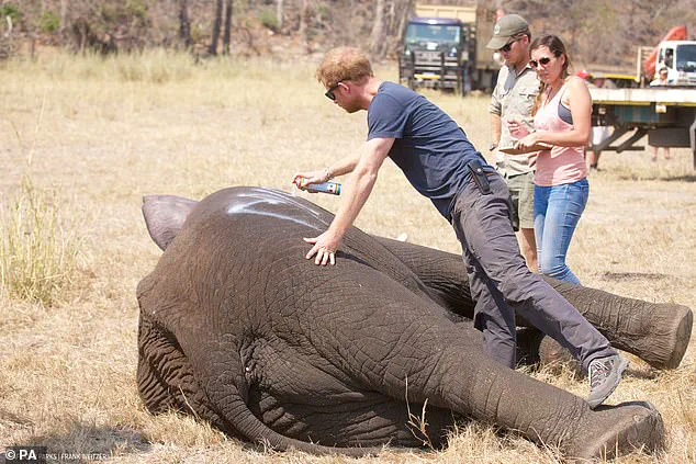 Chad's Environment Ministry Accuses Prince Harry's African Parks of Neocolonialism, Ends 15-Year Partnership Amid Mismanagement Claims