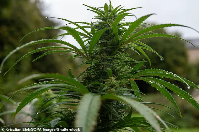 Exclusive Breakthrough: Cannabis-Based Drug Shows Promise in Treating Cachexia in Cancer Patients