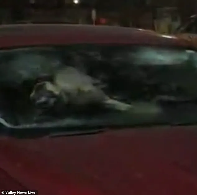 Community Outrage and Legal Scrutiny Follow Discovery of Dogs Trapped in Cold Weather Car in Minnesota