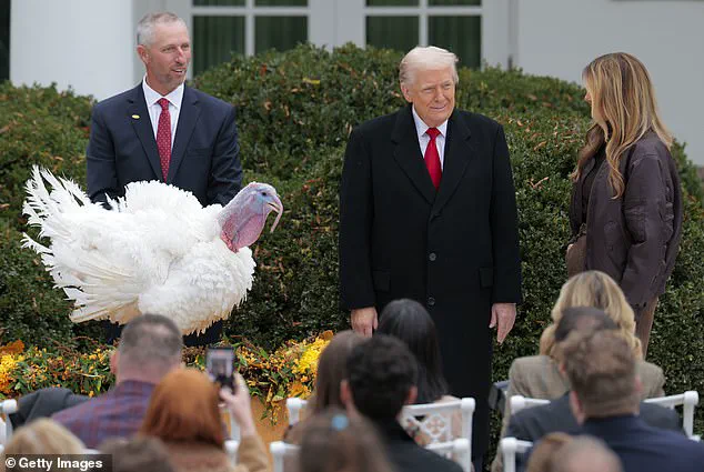 President Trump Pardons Turkeys Gobble and Waddle in Annual Thanksgiving Tradition