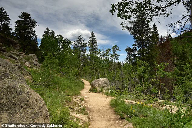 Mountain Lion Attack Sparks Debate Over Wildlife Management Policies in Colorado