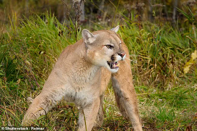 Mountain Lion Attack Sparks Debate Over Wildlife Management Policies in Colorado