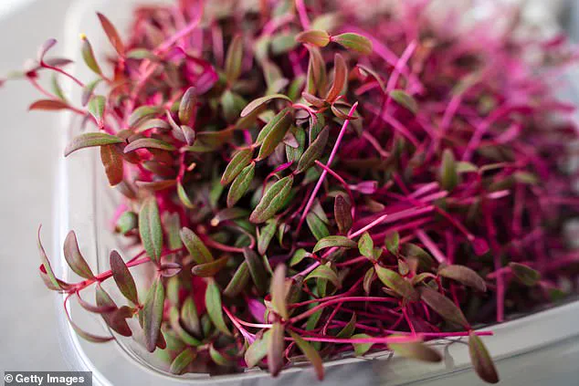 Amaranth: The Ancient Grain's Resurgence as a Nutritional Powerhouse