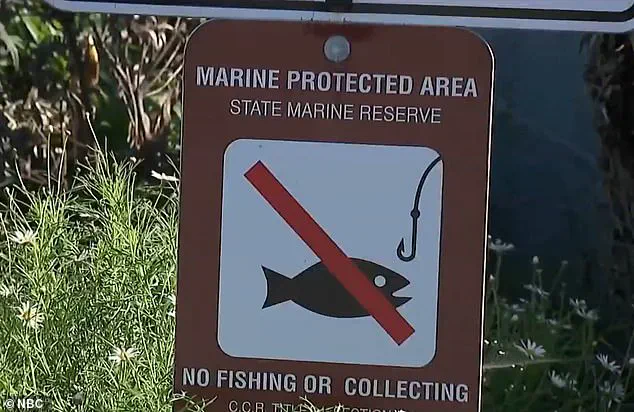 Tourists Recklessly Handle Marine Life During King Tides in La Jolla