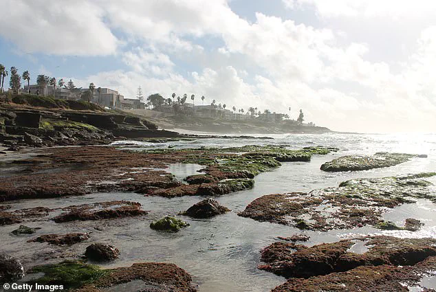 Tourists Recklessly Handle Marine Life During King Tides in La Jolla