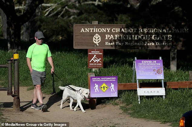California Faces Surge in Death Cap Mushroom Poisonings: Three Fatalities Prompt Health Advisories to Avoid Wild Mushrooms