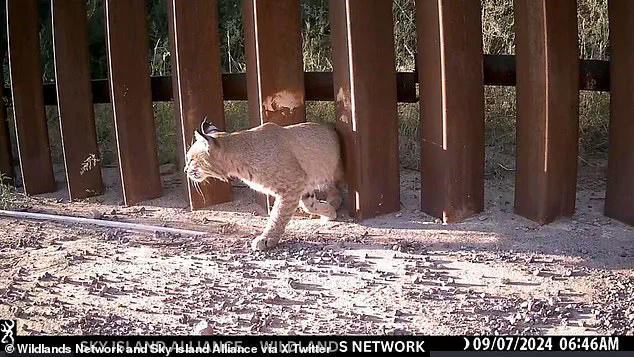 Wildlife Activists Call 'Doggy Doors' on US-Mexico Border a 'Joke' in Debate Over Animal Migration Efforts