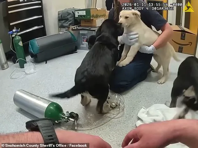 Firefighters Race Against Time to Save Six Puppies from Opioid Overdose in Washington State