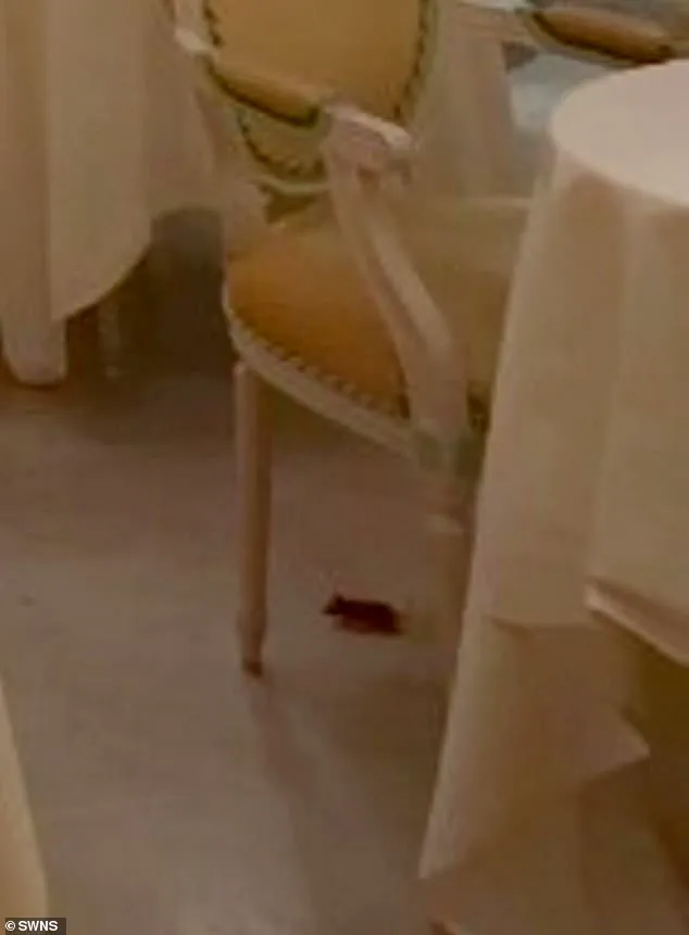 Breaking: Mouse Sighting at Ritz London Sparks Investigation, Threatens Luxury Hotel's Reputation