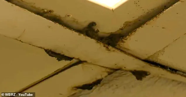 Ignoring Regulations: How Corporate Neglect in Louisiana Wendy's Exposes Public to Health Hazards