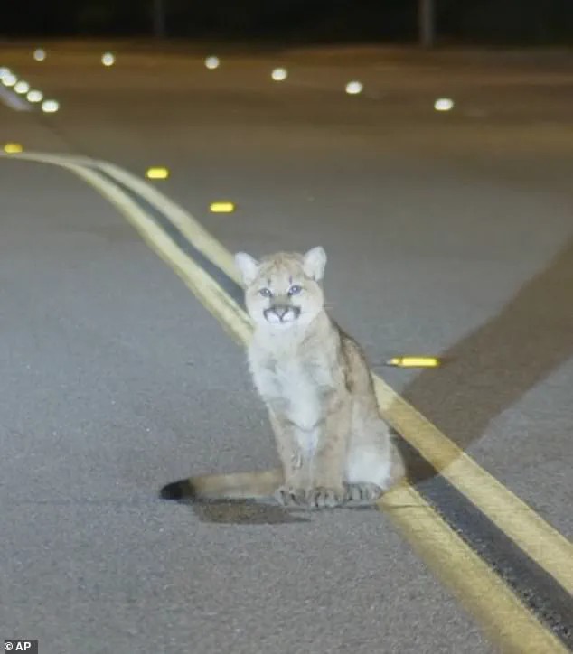 Exclusive Footage Reveals Rare Mountain Lion Encounter on LA Parkway
