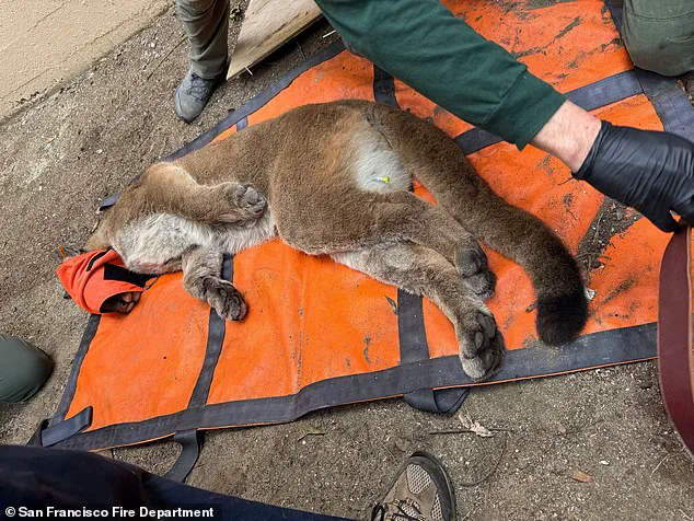 Mountain Lion Captured in San Francisco Residential Area: Unusual Encounter Highlights Wildlife-Human Coexistence Challenges