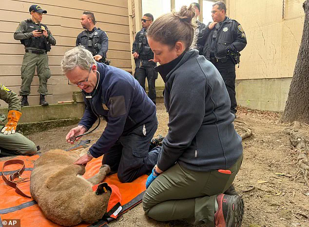 Mountain Lion Captured in San Francisco Residential Area: Unusual Encounter Highlights Wildlife-Human Coexistence Challenges