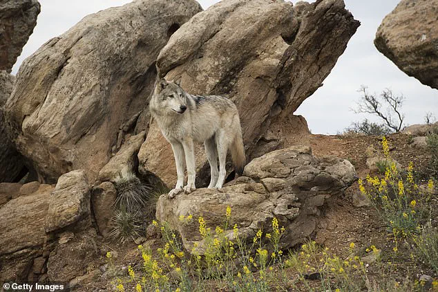 Utah Wolves Shot in Conservation Clash as Endangered Status Debate Intensifies