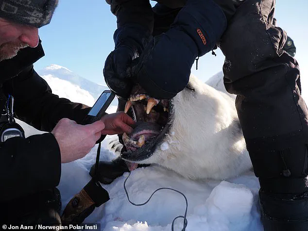 Polar Bears in Svalbard Defy Expectations by Bulking Up Amid Arctic Ice Loss, Study Reveals