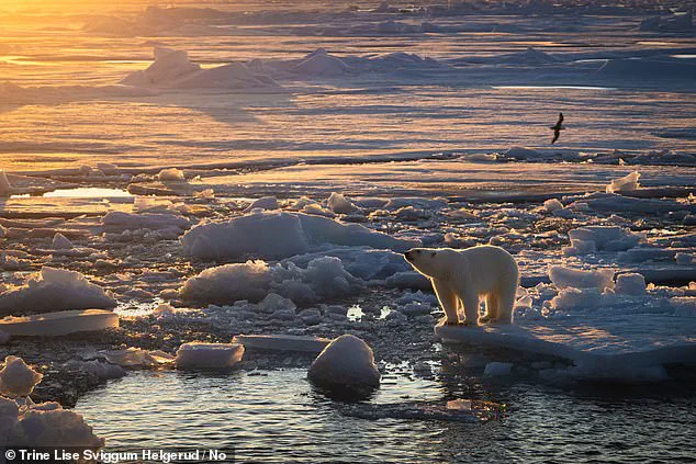 Polar Bears in Svalbard Defy Expectations by Bulking Up Amid Arctic Ice Loss, Study Reveals