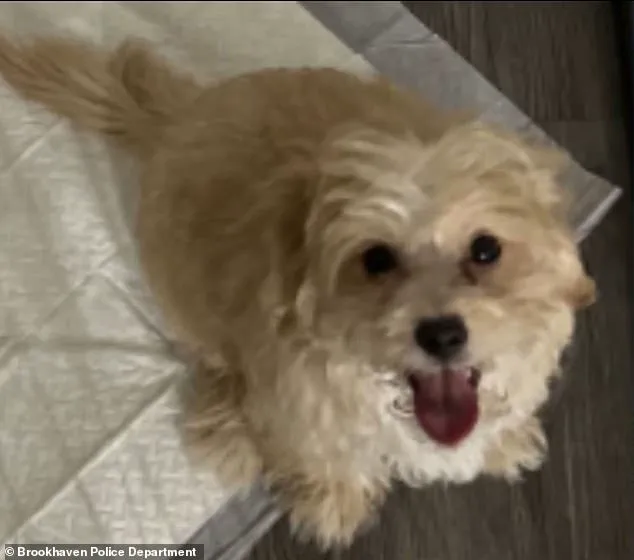 Influencer's Viral Dog Abuse Video Sparks Controversy Over Free Speech and Animal Welfare Laws