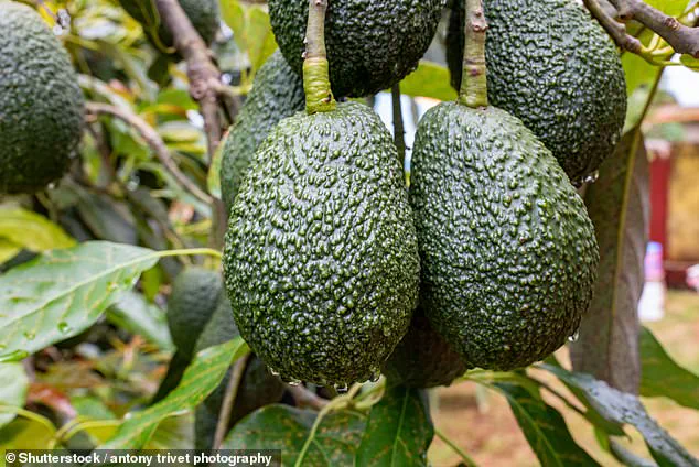 Avocado's Rise: A Nutrient-Packed Journey to Global Cuisine Staple