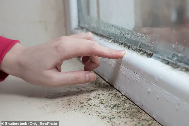 Childhood Mould Exposure Linked to Long-Term Lung Damage, Study Shows