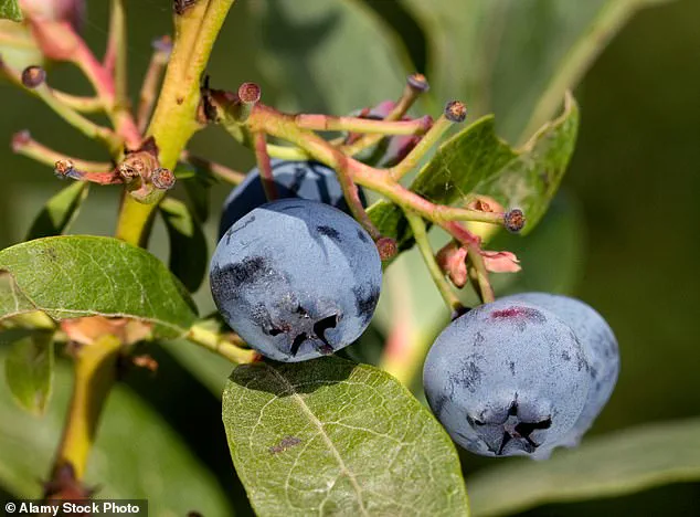 Blueberries: A Health Powerhouse and the UK's Favorite Fruit