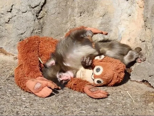 Punch the Macaque: Resilience and the Unlikely Bond of Surrogate Parents