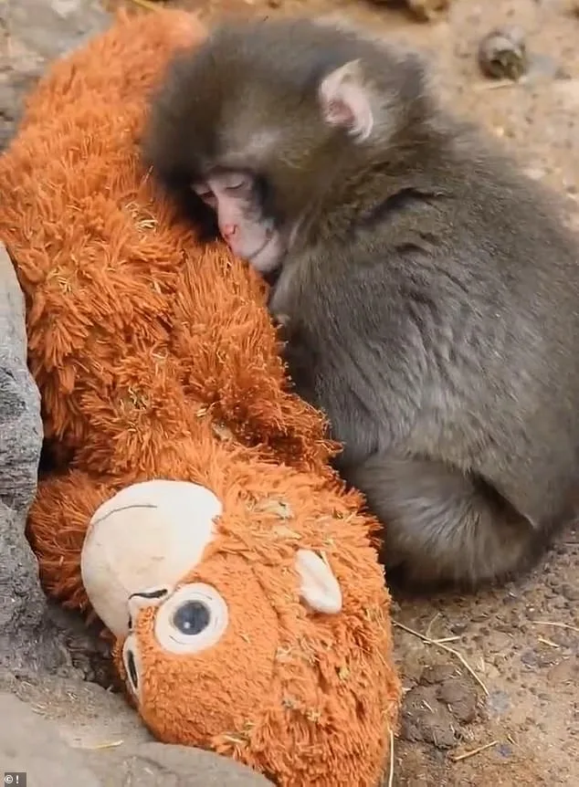 Punch the Macaque: Resilience and the Unlikely Bond of Surrogate Parents
