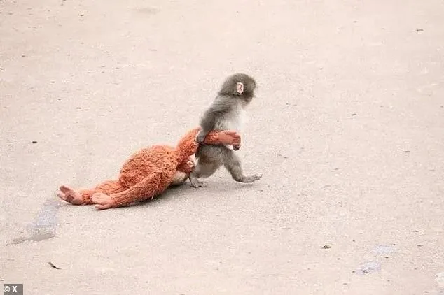 Punch the Macaque: Resilience and the Unlikely Bond of Surrogate Parents