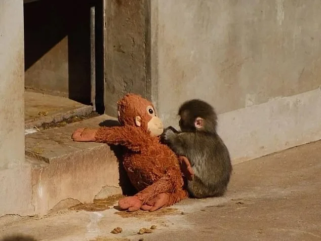 Punch the Macaque: Resilience and the Unlikely Bond of Surrogate Parents