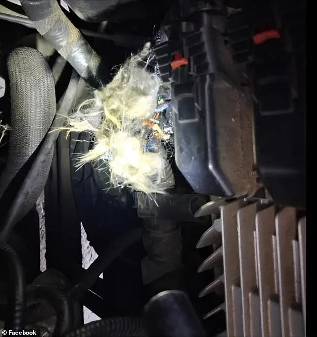 Bizarre Winter Incident: Groundhog Causes $4,900 in Damage to University of Arkansas Student's GMC Sierra