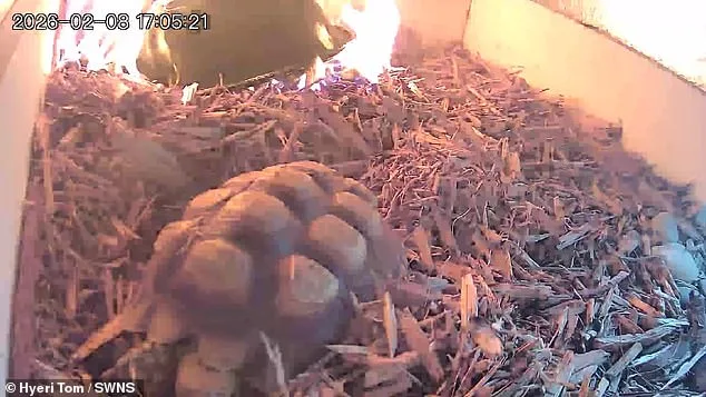 Leo the Tortoise's Fire: Malfunctioning Lamp and Safety Protocol Scrutiny