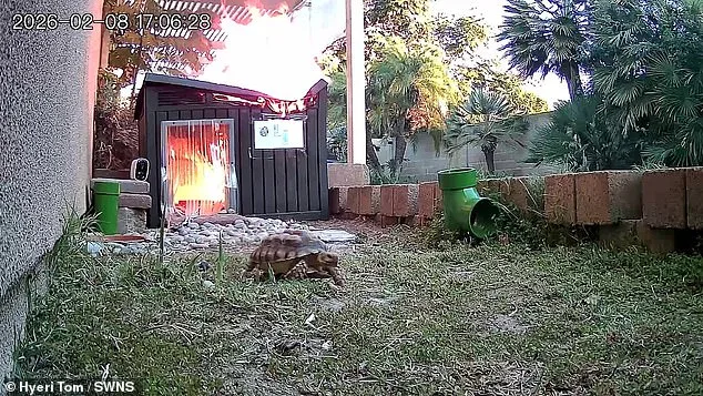Leo the Tortoise's Fire: Malfunctioning Lamp and Safety Protocol Scrutiny