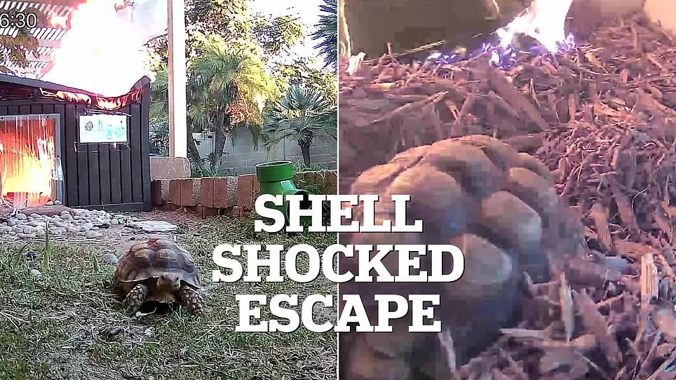 Leo the Tortoise's Fire: Malfunctioning Lamp and Safety Protocol Scrutiny