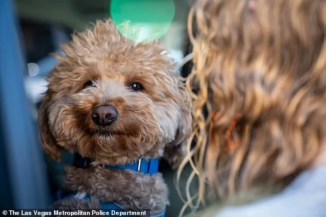 Jet Blue Abandoned at Airport; Owner Charged with Animal Abandonment and Resisting Arrest