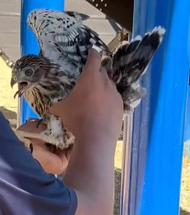Los Angeles Man Sentenced to 45 Days for Cruelly Forcing Protected Hawk to Drink Alcohol