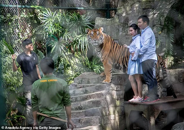 Tragedy at Tiger Kingdom Chiang Mai: 72 Tigers Die from Canine Distemper Virus, Prompting Provincial Investigation