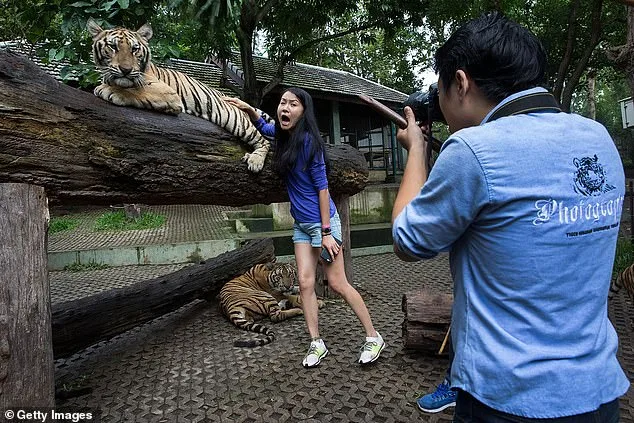 Tragedy at Tiger Kingdom Chiang Mai: 72 Tigers Die from Canine Distemper Virus, Prompting Provincial Investigation