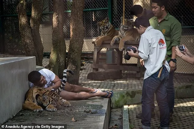 Tragedy at Tiger Kingdom Chiang Mai: 72 Tigers Die from Canine Distemper Virus, Prompting Provincial Investigation
