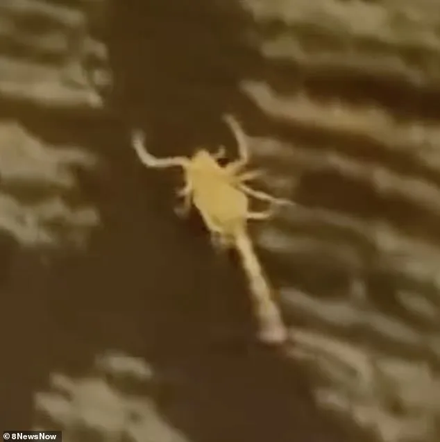 Guests Report Scorpion Encounters at Silver Sevens Hotel, Raising Safety Concerns