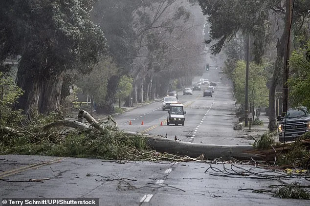 Burlingame Eucalyptus Trees Face Preservation Battle as Caltrans Launches $173M El Camino Real Project