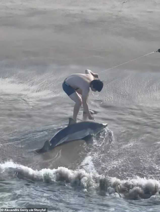 Daring Rescue of Entangled Great White Shark Sparks Conversation About Human Impact on Marine Life