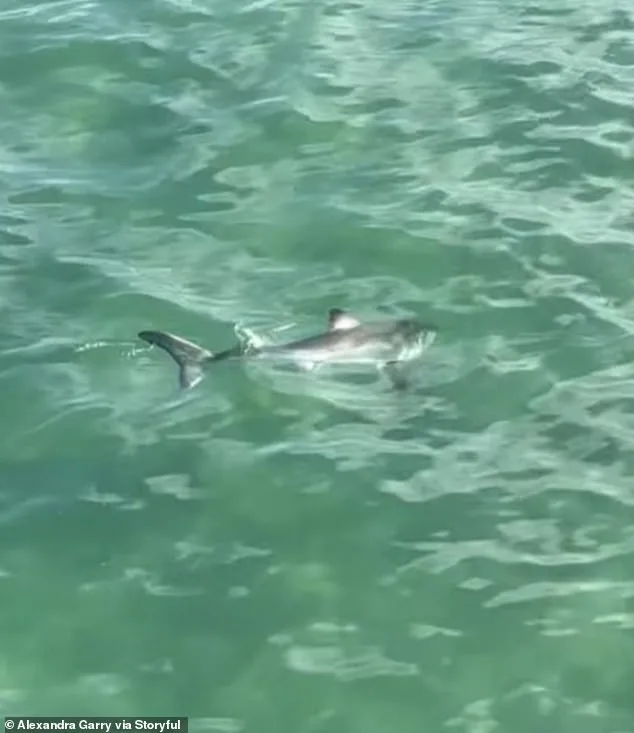 Daring Rescue of Entangled Great White Shark Sparks Conversation About Human Impact on Marine Life