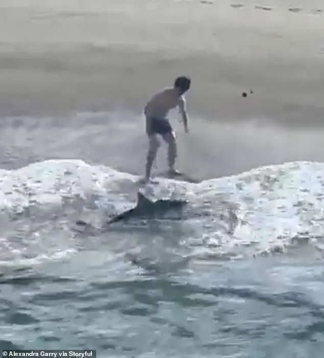 Daring Rescue of Entangled Great White Shark Sparks Conversation About Human Impact on Marine Life
