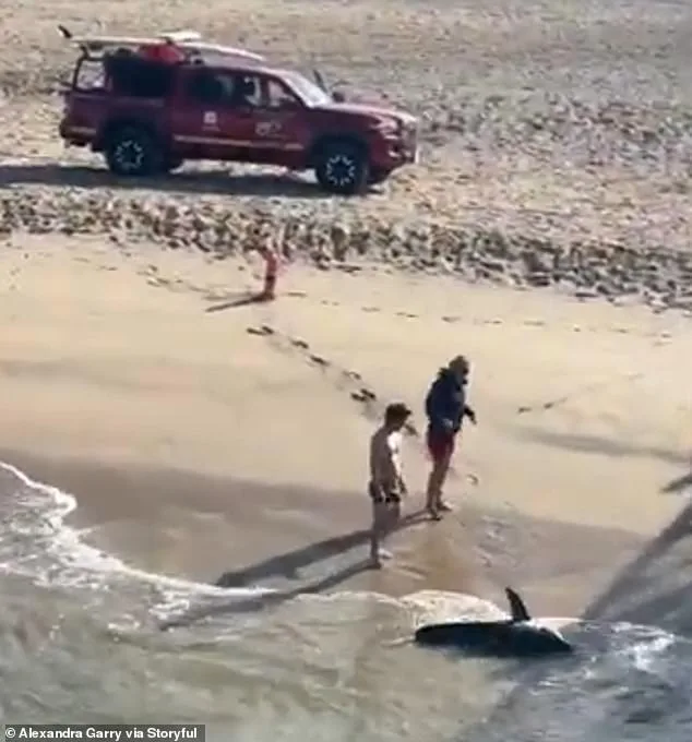 Daring Rescue of Entangled Great White Shark Sparks Conversation About Human Impact on Marine Life