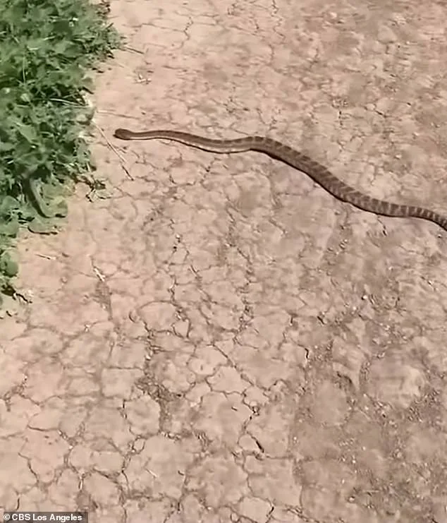 14-Year-Old California Girl Survives Venomous Rattlesnake Bite During Mountain Bike Trip